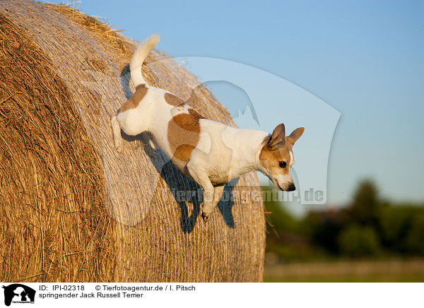 springender Jack Russell Terrier / jumping Jack Russell Terrier / IPI-02318