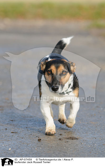 laufender Jack Russell Terrier / walking Jack Russell Terrier / AP-07459