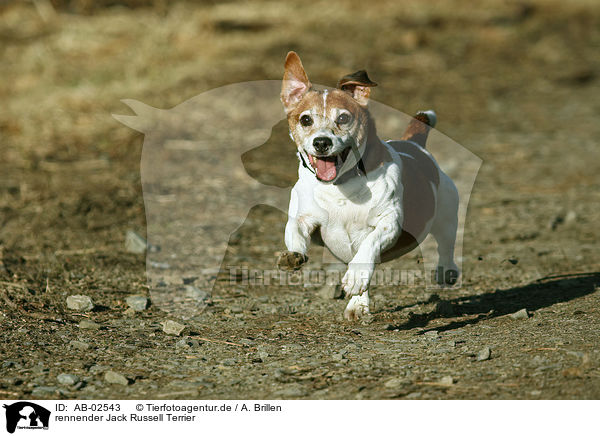 rennender Jack Russell Terrier / running Jack Russell Terrier / AB-02543