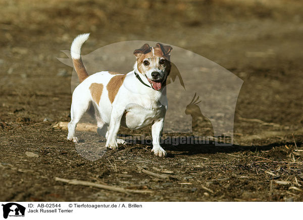 Jack Russell Terrier / Jack Russell Terrier / AB-02544