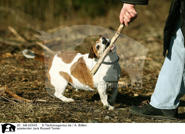 spielender Jack Russell Terrier / playing Jack Russell Terrier / AB-02545