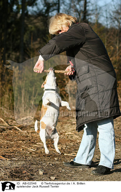 spielender Jack Russell Terrier / playing Jack Russell Terrier / AB-02546