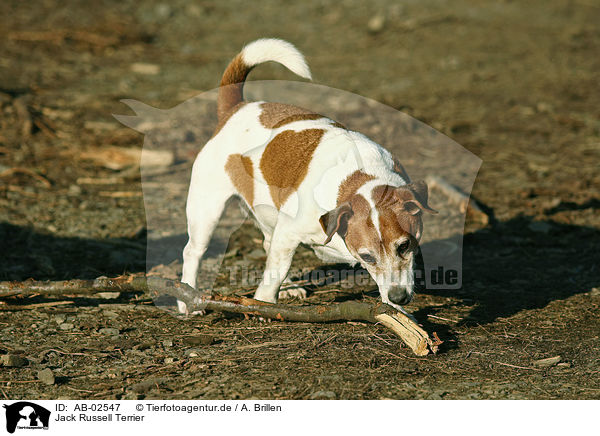 Jack Russell Terrier / Jack Russell Terrier / AB-02547