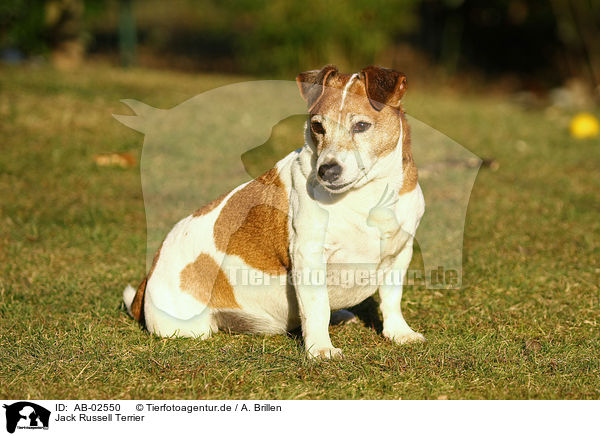 Jack Russell Terrier / Jack Russell Terrier / AB-02550