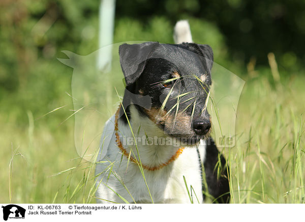 Jack Russell Terrier Portrait / Jack Russell Terrier Portrait / KL-06763