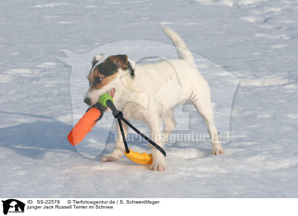 junger Parson Russell Terrier im Schnee / young Parson Russell Terrier in the snow / SS-22578