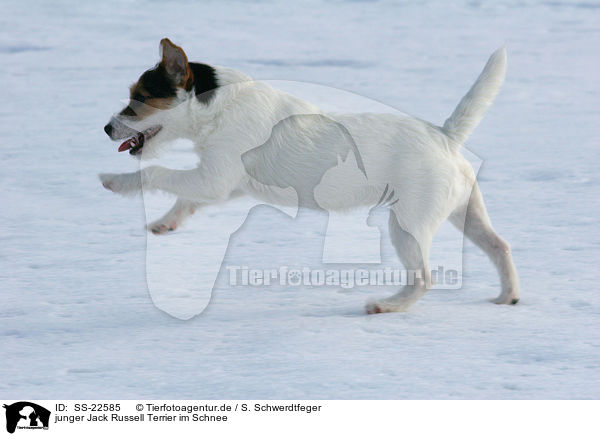 junger Parson Russell Terrier im Schnee / young Parson Russell Terrier in the snow / SS-22585
