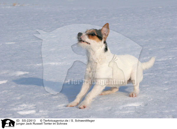 junger Parson Russell Terrier im Schnee / young Parson Russell Terrier in the snow / SS-22613