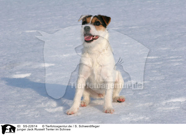 junger Parson Russell Terrier im Schnee / young Parson Russell Terrier in the snow / SS-22614