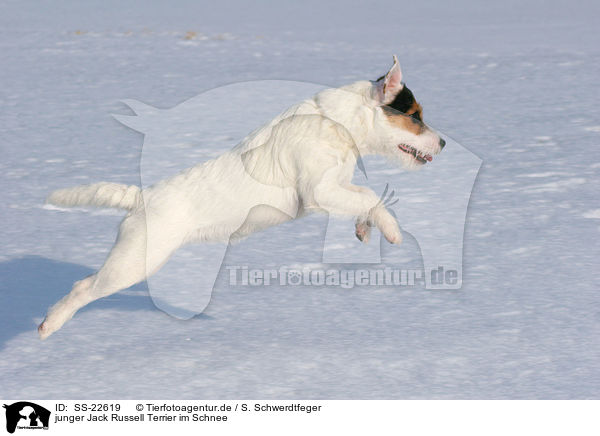 junger Parson Russell Terrier im Schnee / young Parson Russell Terrier in the snow / SS-22619