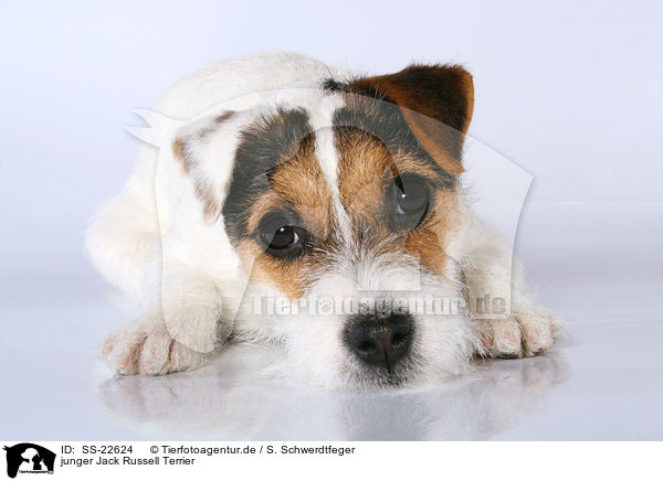 junger Parson Russell Terrier / young Parson Russell Terrier / SS-22624