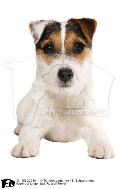 liegender junger Parson Russell Terrier / lying young Parson Russell Terrier / SS-22638