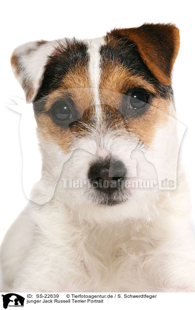 junger Parson Russell Terrier Portrait / young Parson Russell Terrier Portrait / SS-22639