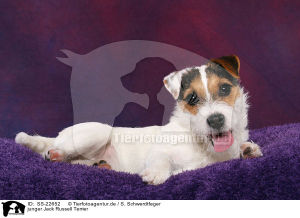 junger Parson Russell Terrier / young Parson Russell Terrier / SS-22652