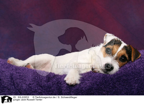 junger Parson Russell Terrier / young Parson Russell Terrier / SS-22653