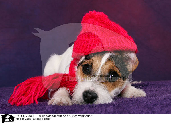 junger Parson Russell Terrier / young Parson Russell Terrier / SS-22661