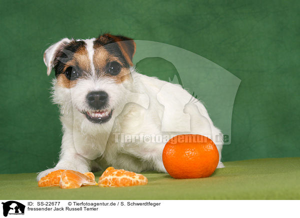 fressender Jack Russell Terrier / SS-22677