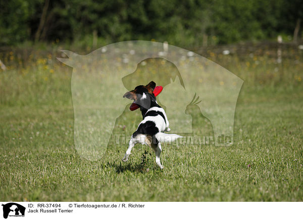 Jack Russell Terrier / Jack Russell Terrier / RR-37494