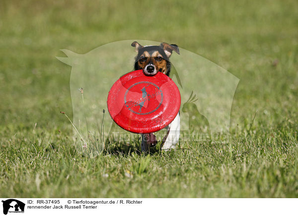 rennender Jack Russell Terrier / running Jack Russell Terrier / RR-37495