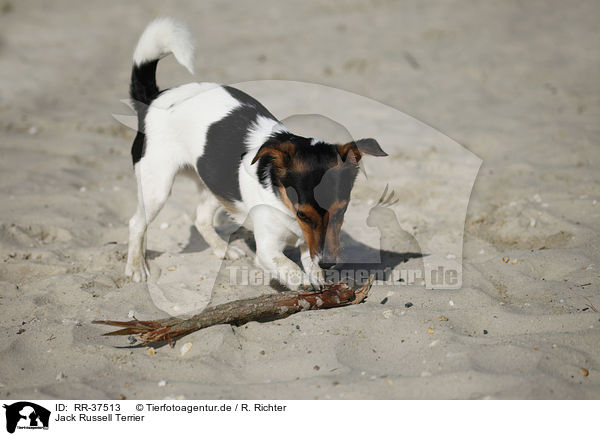 Jack Russell Terrier / Jack Russell Terrier / RR-37513