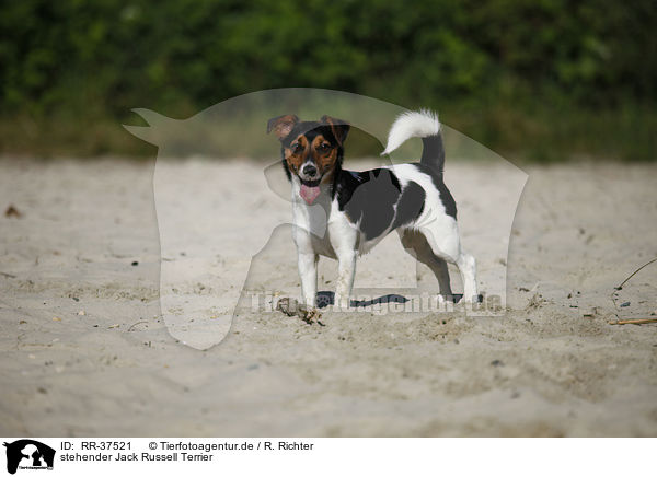 stehender Jack Russell Terrier / standing Jack Russell Terrier / RR-37521