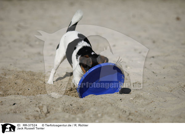 Jack Russell Terrier / Jack Russell Terrier / RR-37524