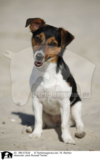 sitzender Jack Russell Terrier / RR-37529