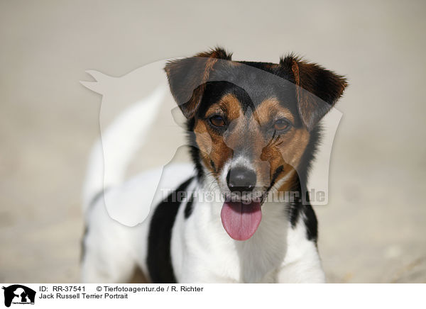 Jack Russell Terrier Portrait / Jack Russell Terrier Portrait / RR-37541