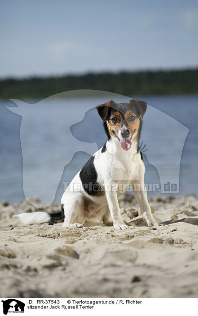 sitzender Jack Russell Terrier / sitting Jack Russell Terrier / RR-37543