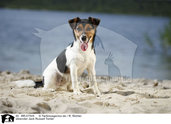 sitzender Jack Russell Terrier / sitting Jack Russell Terrier / RR-37545