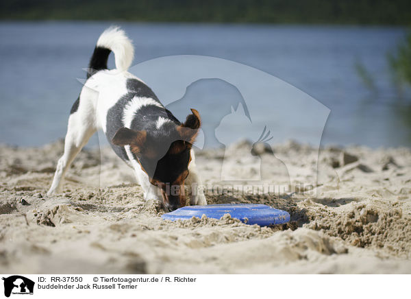 buddelnder Jack Russell Terrier / digging Jack Russell Terrier / RR-37550