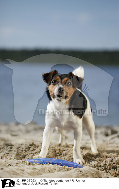 stehender Jack Russell Terrier / standing Jack Russell Terrier / RR-37553