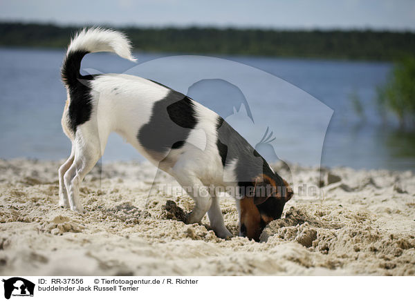 buddelnder Jack Russell Terrier / digging Jack Russell Terrier / RR-37556
