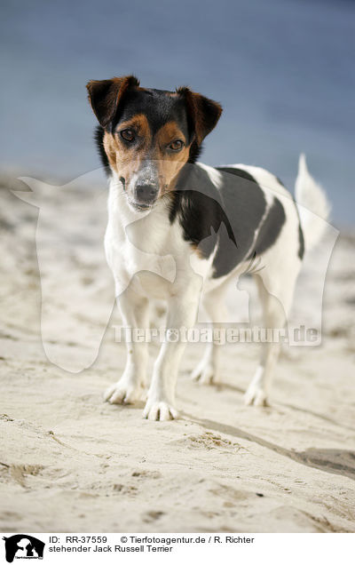 stehender Jack Russell Terrier / standing Jack Russell Terrier / RR-37559