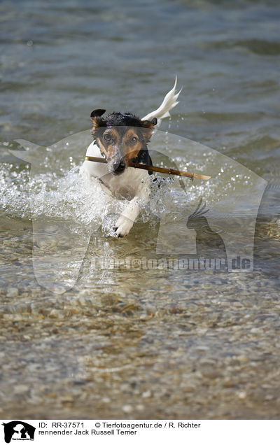 rennender Jack Russell Terrier / running Jack Russell Terrier / RR-37571