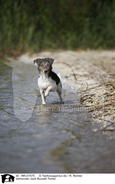 stehender Jack Russell Terrier / standing Jack Russell Terrier / RR-37575