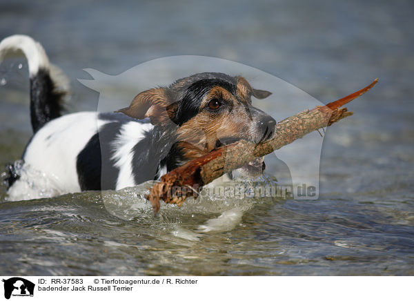 badender Jack Russell Terrier / bathing Jack Russell Terrier / RR-37583