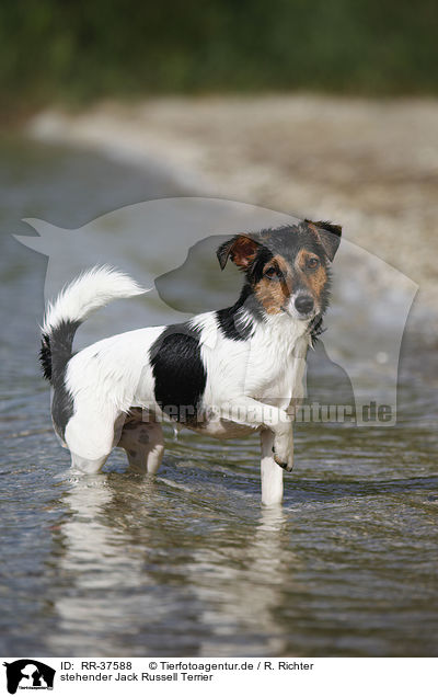 stehender Jack Russell Terrier / standing Jack Russell Terrier / RR-37588