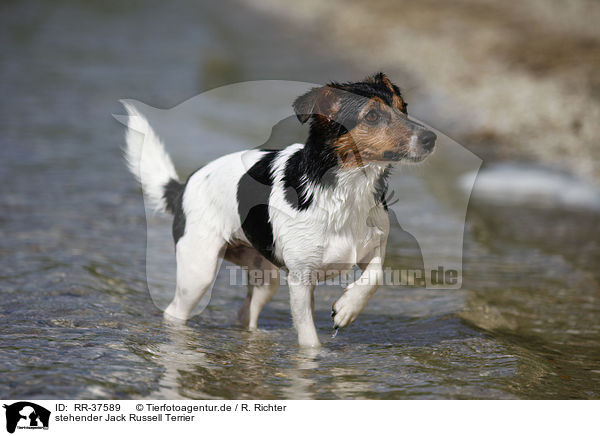 stehender Jack Russell Terrier / standing Jack Russell Terrier / RR-37589