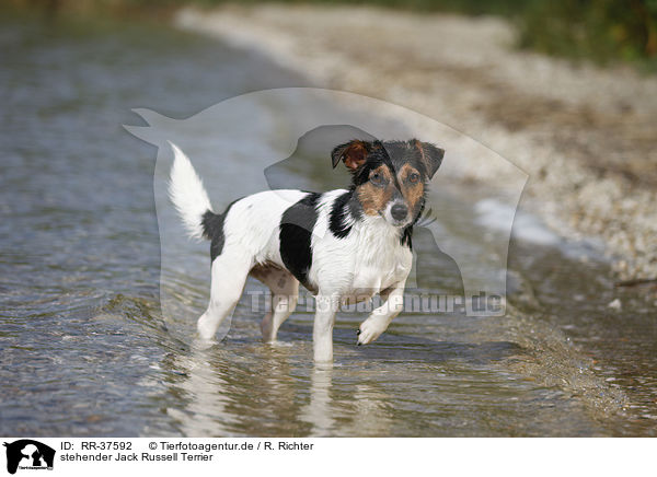 stehender Jack Russell Terrier / standing Jack Russell Terrier / RR-37592