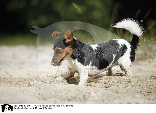 buddelnder Jack Russell Terrier / digging Jack Russell Terrier / RR-37601