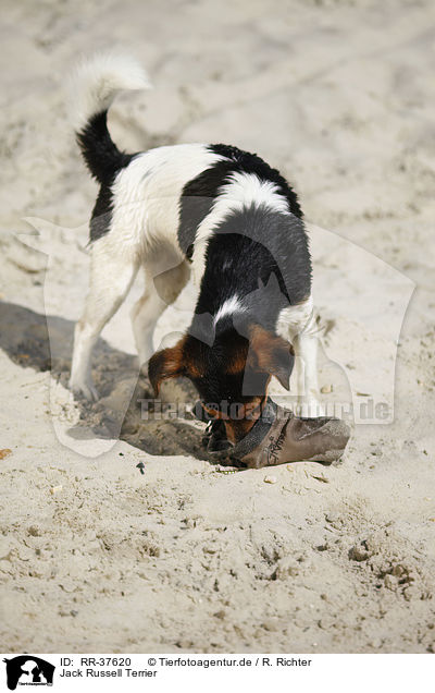 Jack Russell Terrier / Jack Russell Terrier / RR-37620
