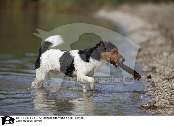 Jack Russell Terrier / Jack Russell Terrier / RR-37624