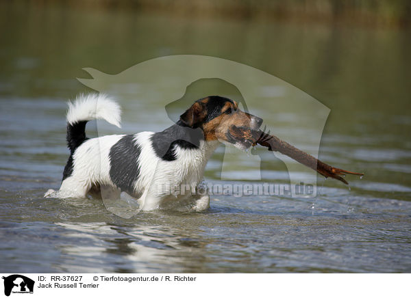 Jack Russell Terrier / Jack Russell Terrier / RR-37627