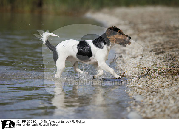 rennender Jack Russell Terrier / running Jack Russell Terrier / RR-37630