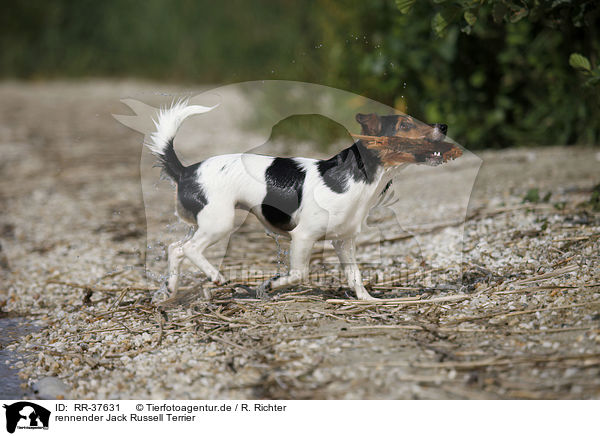 rennender Jack Russell Terrier / running Jack Russell Terrier / RR-37631