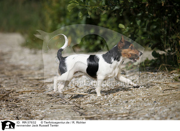 rennender Jack Russell Terrier / running Jack Russell Terrier / RR-37632