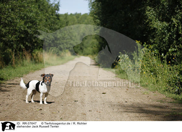 stehender Jack Russell Terrier / standing Jack Russell Terrier / RR-37647