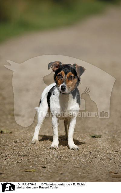 stehender Jack Russell Terrier / standing Jack Russell Terrier / RR-37648