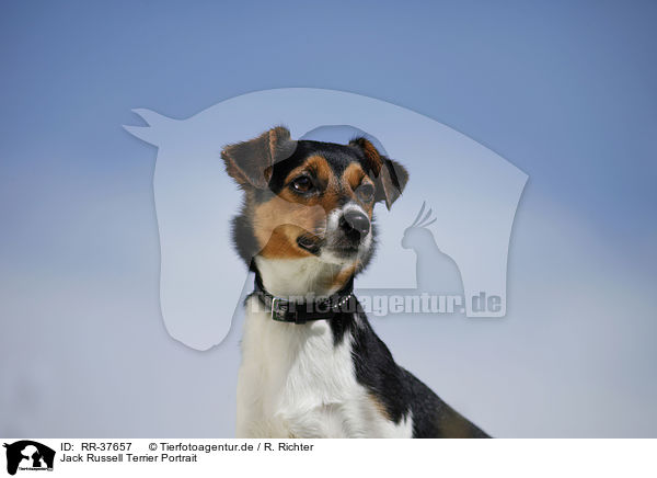 Jack Russell Terrier Portrait / Jack Russell Terrier Portrait / RR-37657